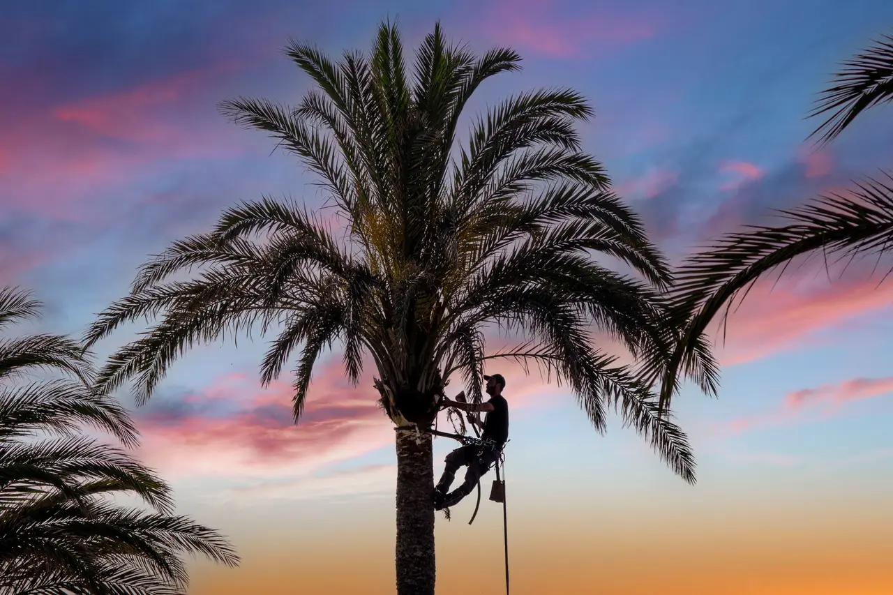 Palm Tree Care