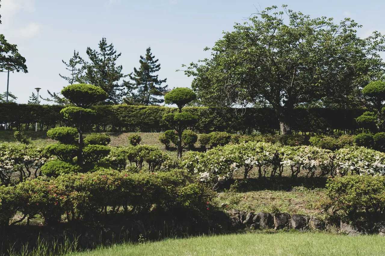 Shrub and Bush Removal