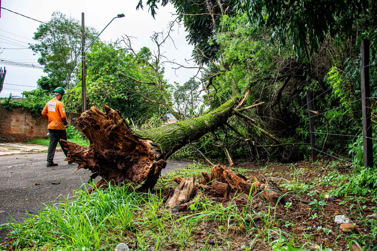 Stump Grinding and Removal