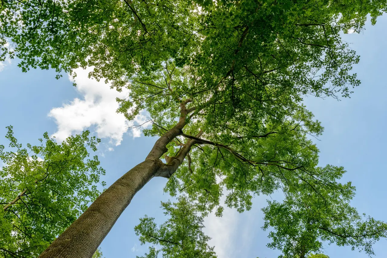 Tree Health Evaluations