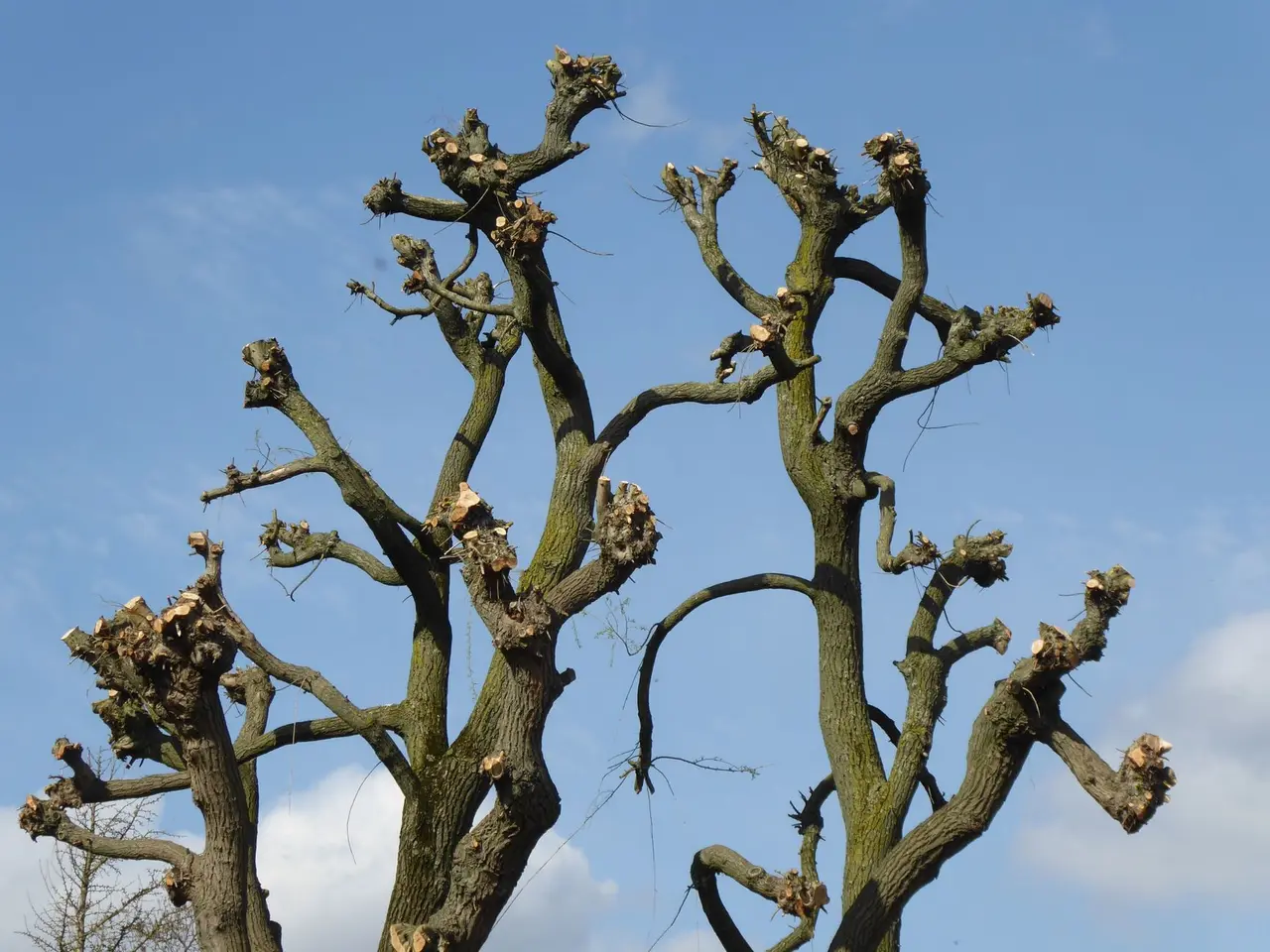 Tree Trimming and Pruning